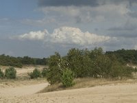 NL, Noord-Brabant, Heusden, Loonse en Drunense Duinen 25, Saxifraga-Marijke Verhagen